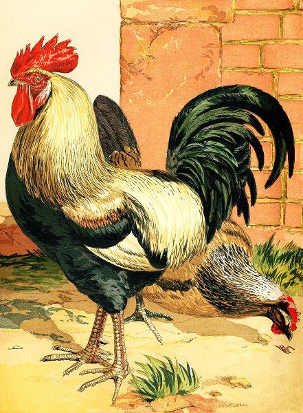 Piddix 아티스트의 Rooster작품입니다.