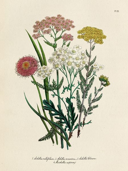 Piddix 아티스트의 Vintage Flowers II작품입니다.