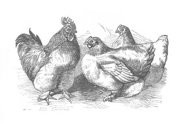 Piddix 아티스트의 Chickens Sketch작품입니다.