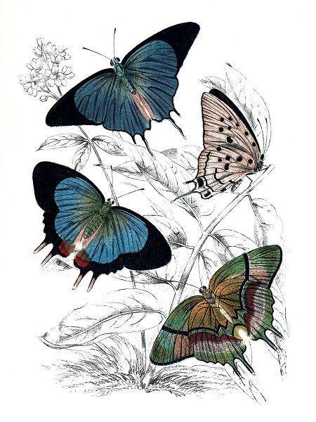 Piddix 아티스트의 Butterfly Study I작품입니다.