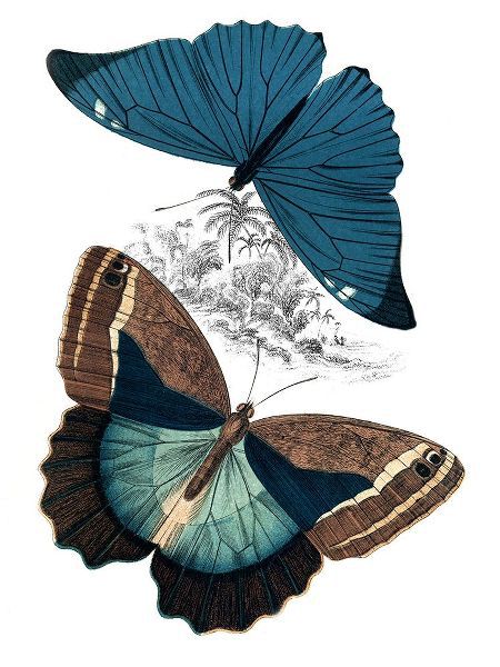 Piddix 아티스트의 Butterfly Study II작품입니다.