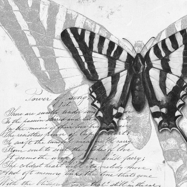Butterflies Studies II