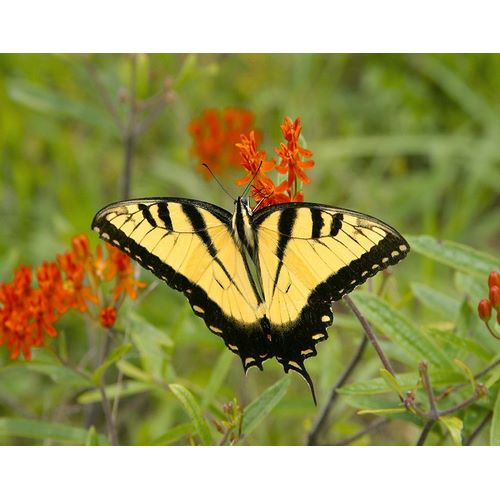 Black Yellow Butterfly I