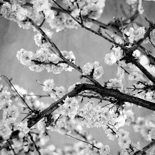 Black and White Blossoms II