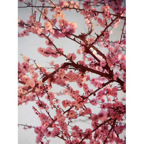 Cherry Blossoms II