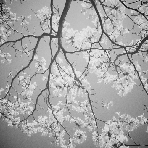 Blossoms on Gray I