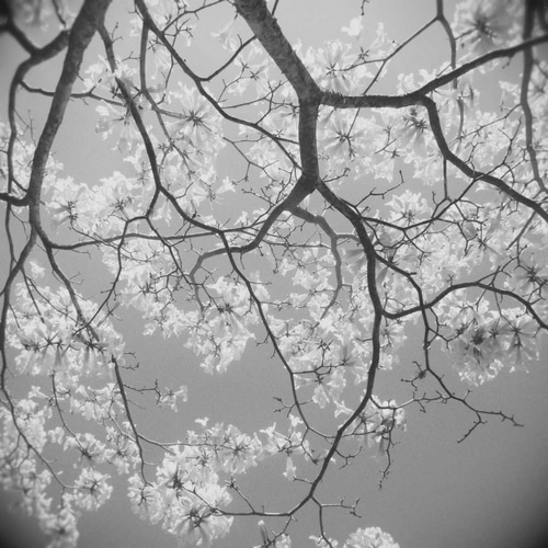 Blossoms on Gray II