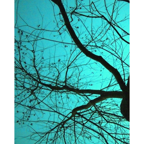 Branches on Teal I