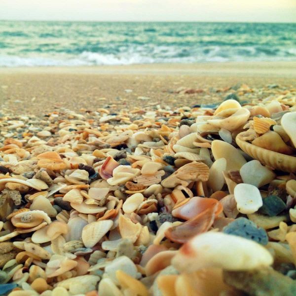 Shells Beach I