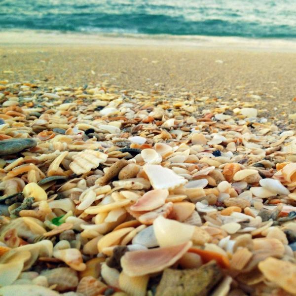 Shells Beach II