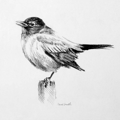 Bird Drawing III