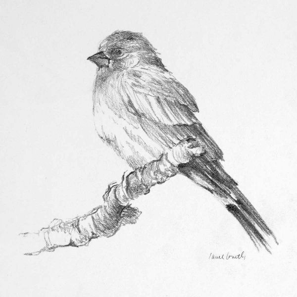 Bird Drawing I