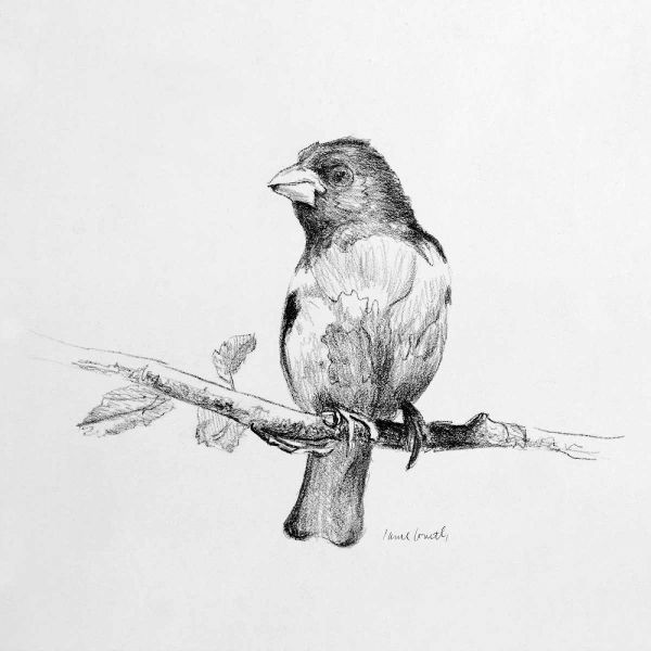 Bird Drawing IV