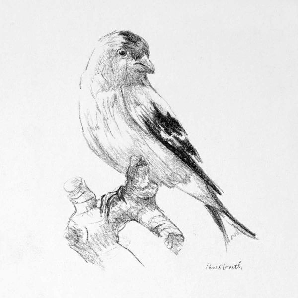 Bird Drawing II