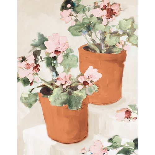 Potted Pink Geraniums