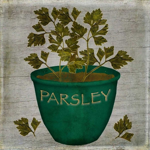 Herb Parsley