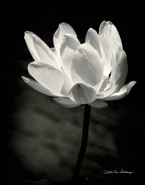 Lotus Flower X