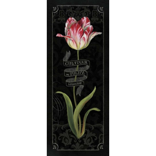 Tulipa Botanica III