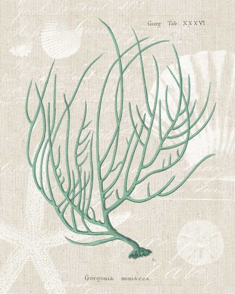 Gorgonia Miniacea on Linen Sea Foam