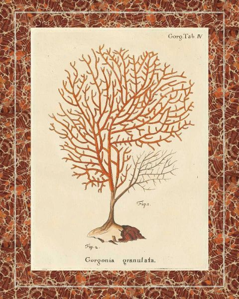 Gorgonia Granulata Marble