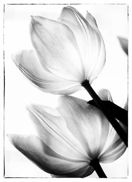 Translucent Tulips II