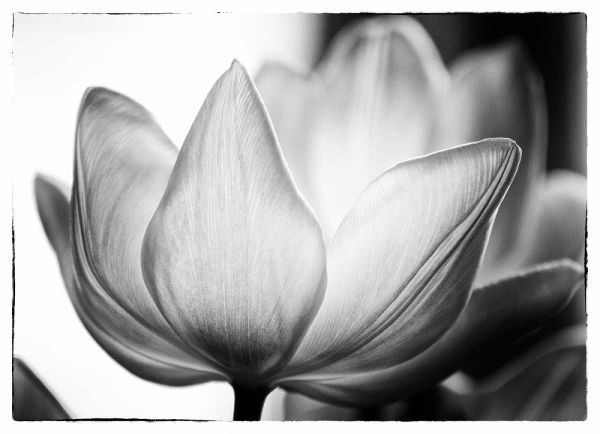 Translucent Tulips VI