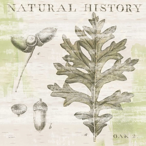 Natural History Oak II