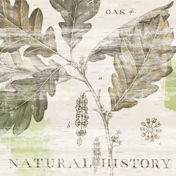 Natural History Oak IV