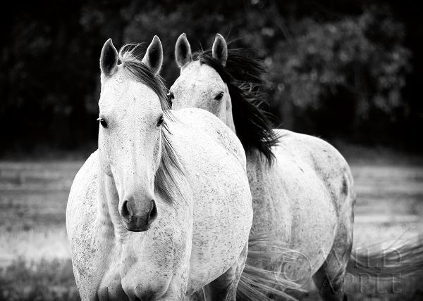 Two Wild Horses BW
