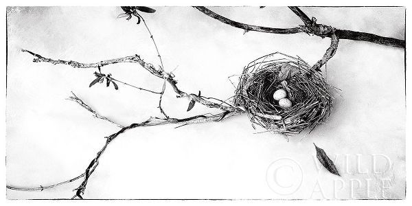 Nest and Branch II
