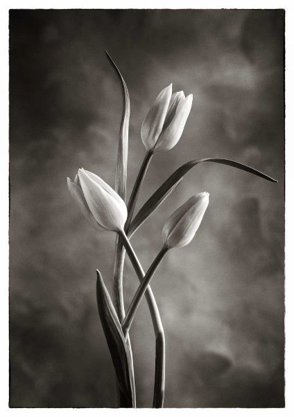 TwoTone Tulips VII