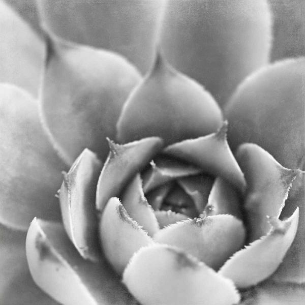 Garden Succulent III