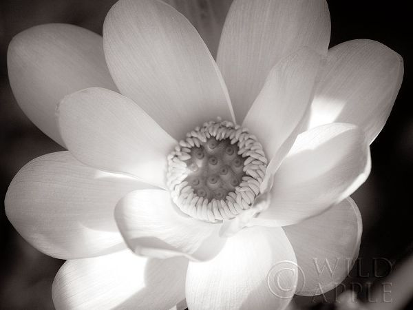 Lotus Flower V