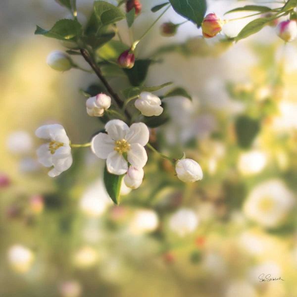 Blush Blossoms I