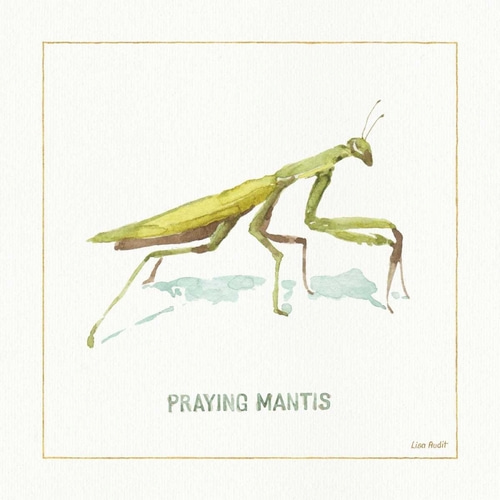 My Greenhouse Pray Mantis