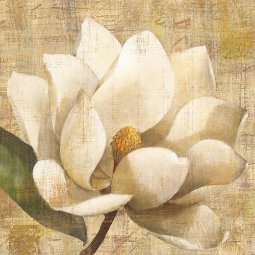 Magnolia Blossom on Script