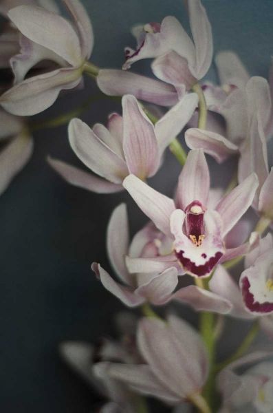 Dark Orchid II