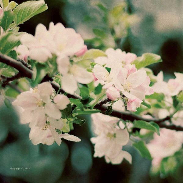 Apple Blossoms I Crop