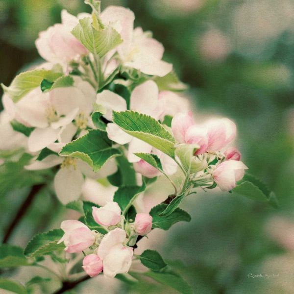 Apple Blossoms II Crop