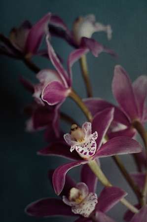Dark Orchid IV v.2