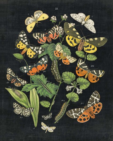 Butterfly Bouquet on Black IV