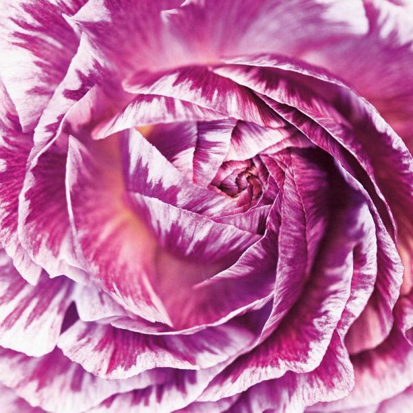 Ranunculus Abstract IV Color
