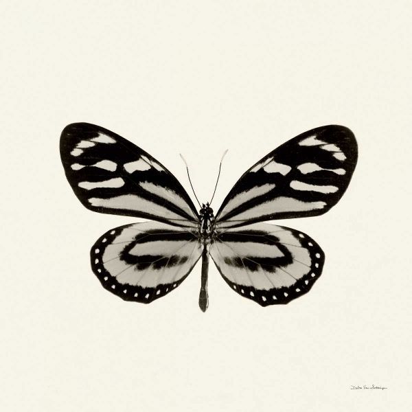 Butterfly VIII BW Crop
