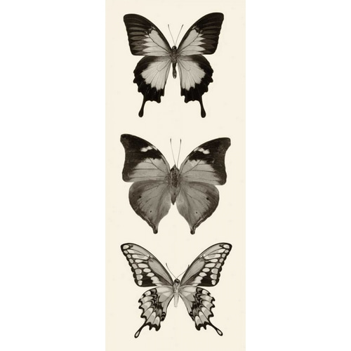 Butterfly BW Panel I