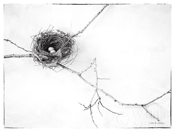 Nest and Branch I v2