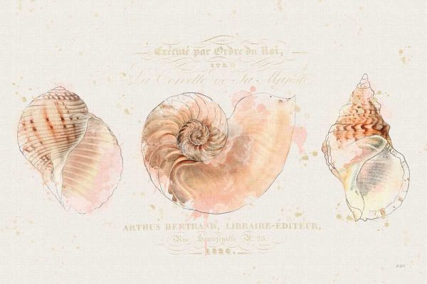 Shell Collector I