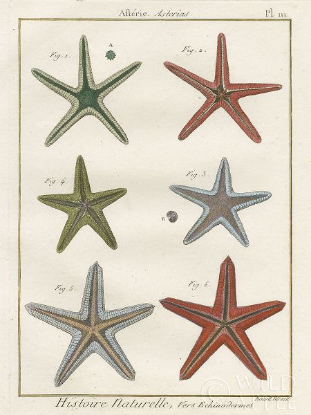 Histoire Naturelle Starfish II