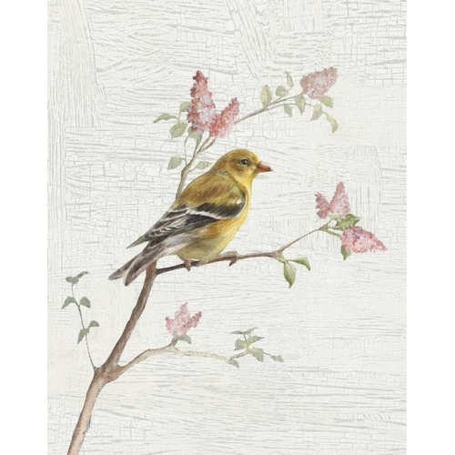 Female Goldfinch Vintage v2