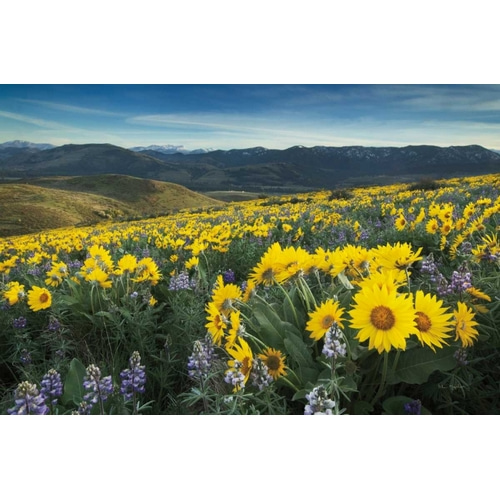 Methow Valley Wildflowers IV