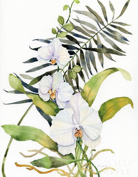 Botanical Phalaenopsis Crop